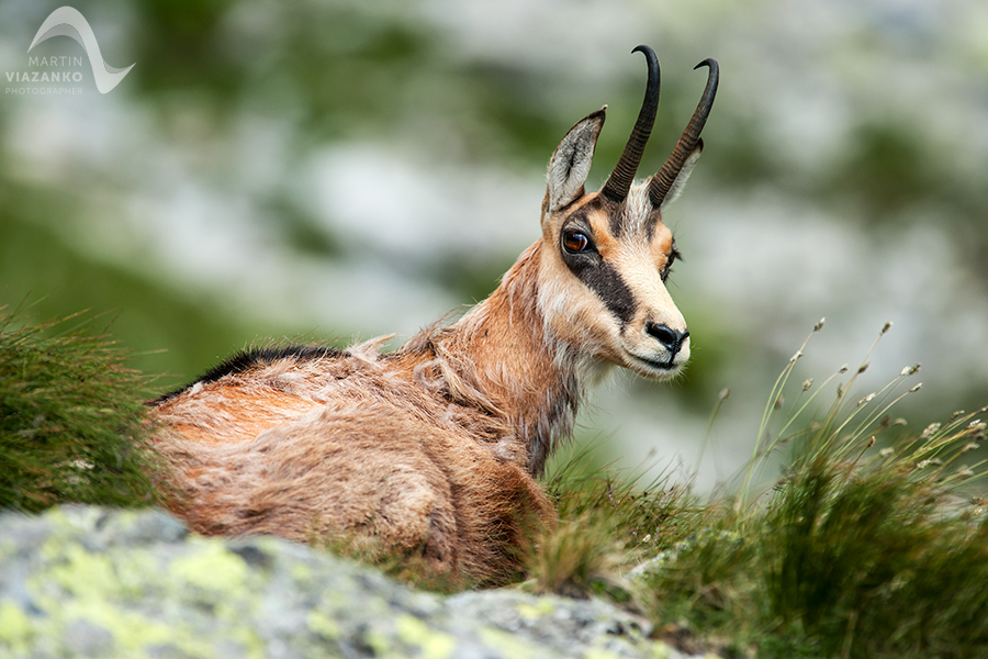 kamzik vrchovský tatranský, rupicapra rupicapra tatrica, chamois, gemse, wildlife, photo, divoká príroda, kamzík alpský, vysoké tatry, foto, high tatras